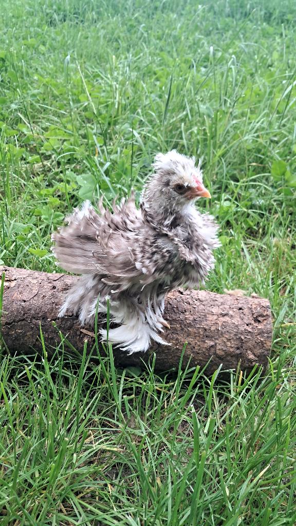 Usa zijdehoen motteld haantjes, Dieren en Toebehoren, Pluimvee, Mannelijk, Kip