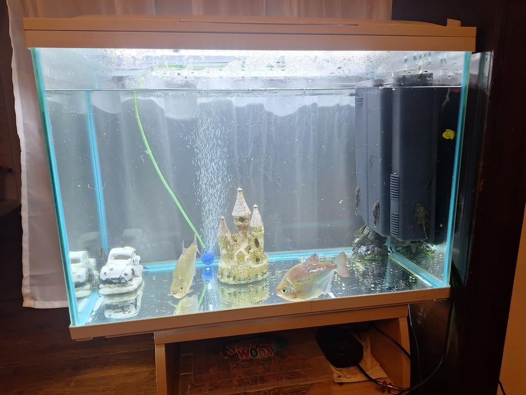 Aquarium complète