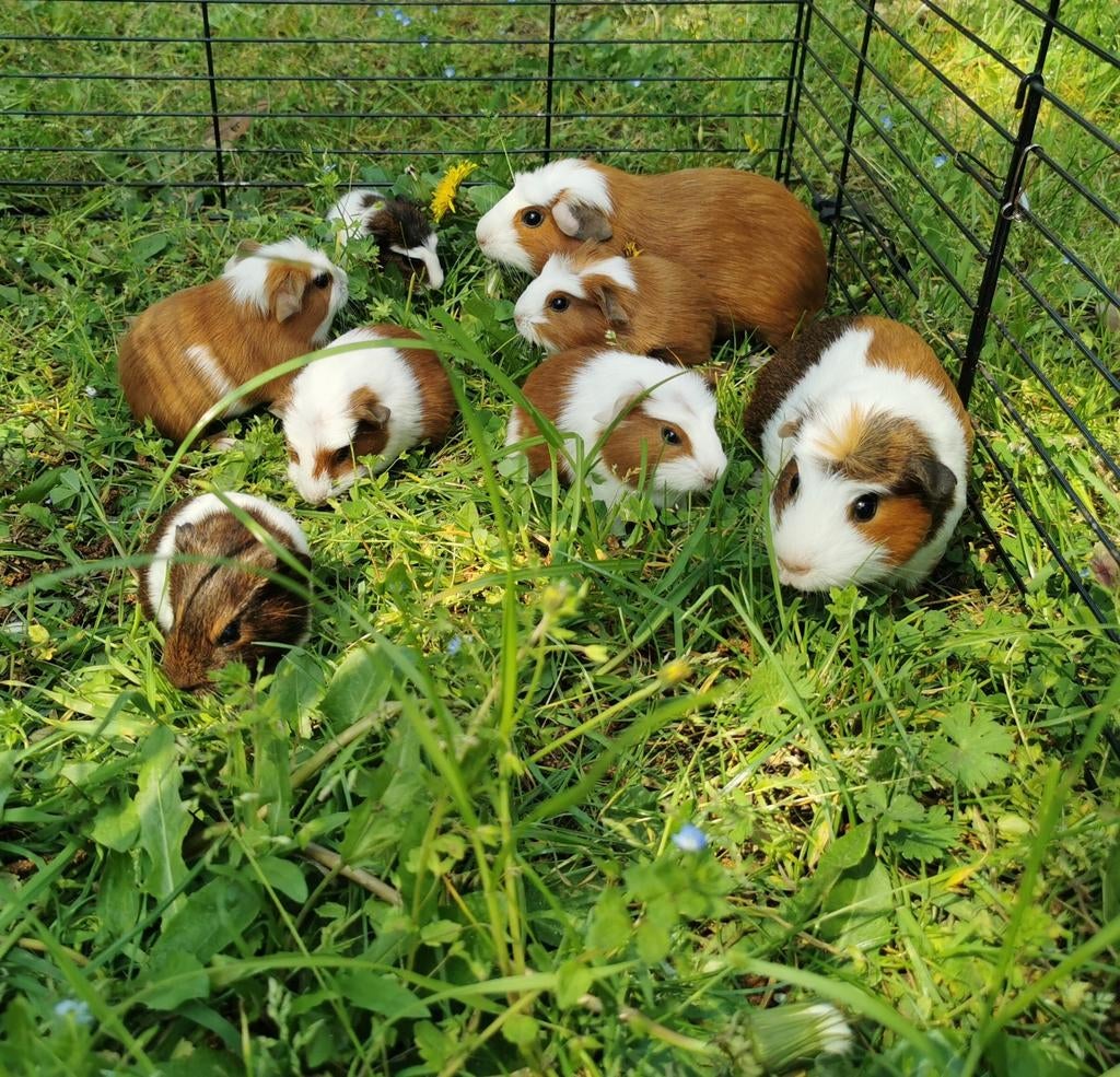 Bébés cochons d'Inde, Domestique, Avril, Plusieurs animaux, Cobaye
