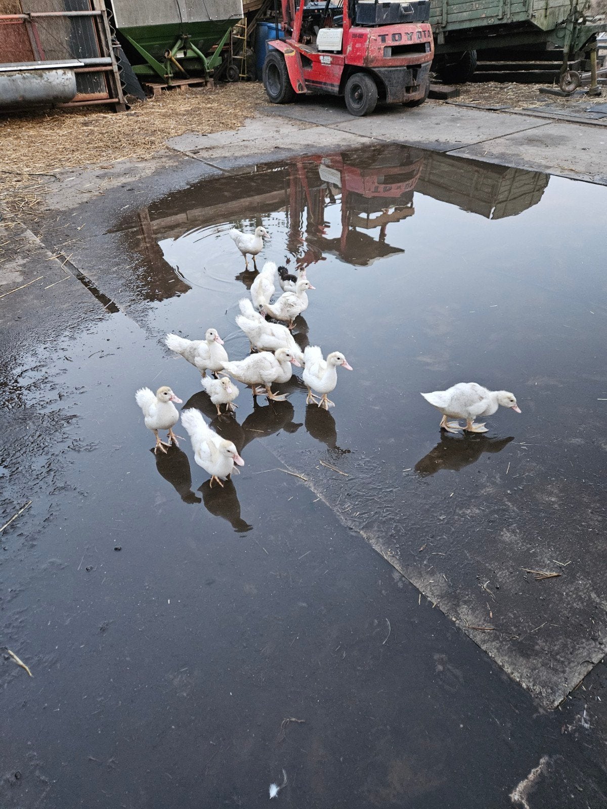 Mooie Jonge Barberies €10 per stuk, Plusieurs animaux, Canard