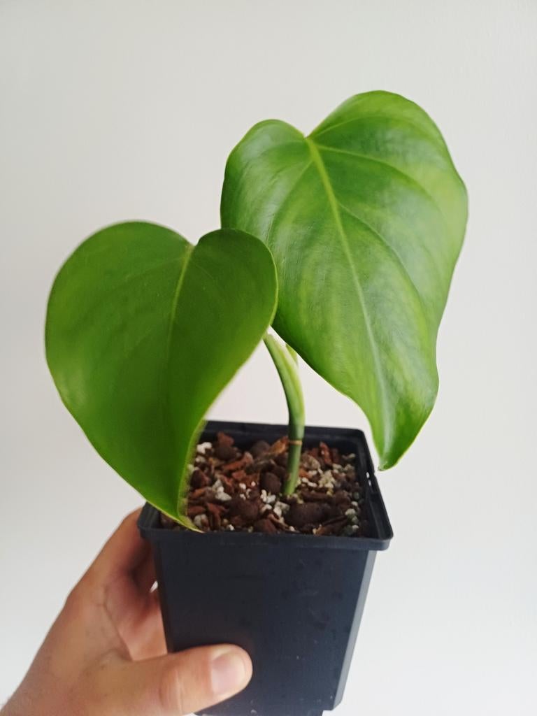 Monstera Deliciosa var. Brazil (brazilian common form), Huis en Inrichting, Kamerplanten, Overige soorten, Minder dan 100 cm, Groene kamerplant