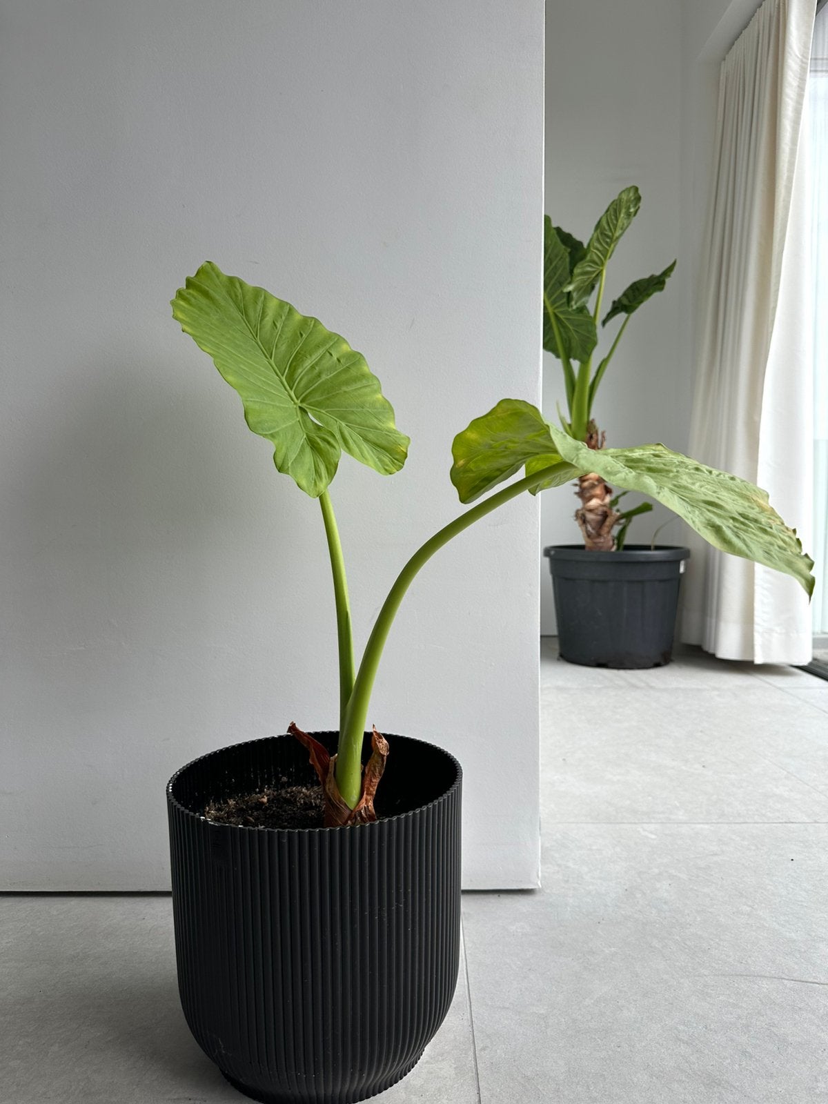 Alocasia (olifantsoor) 65cm, Tuin en Terras, Ophalen
