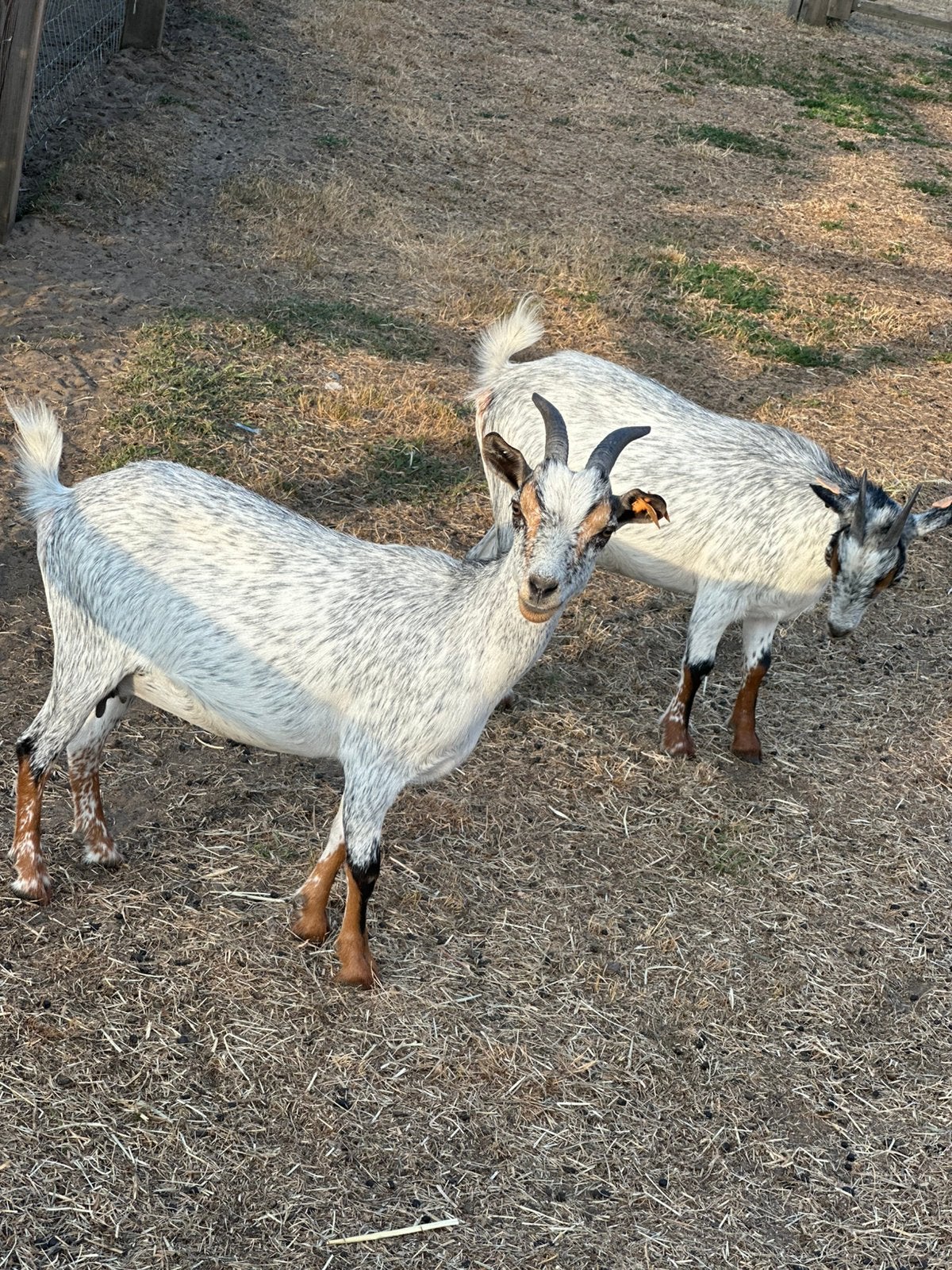 Dwerggeit hermelijn mieke, Femelle, Chèvre, 0 à 2 ans