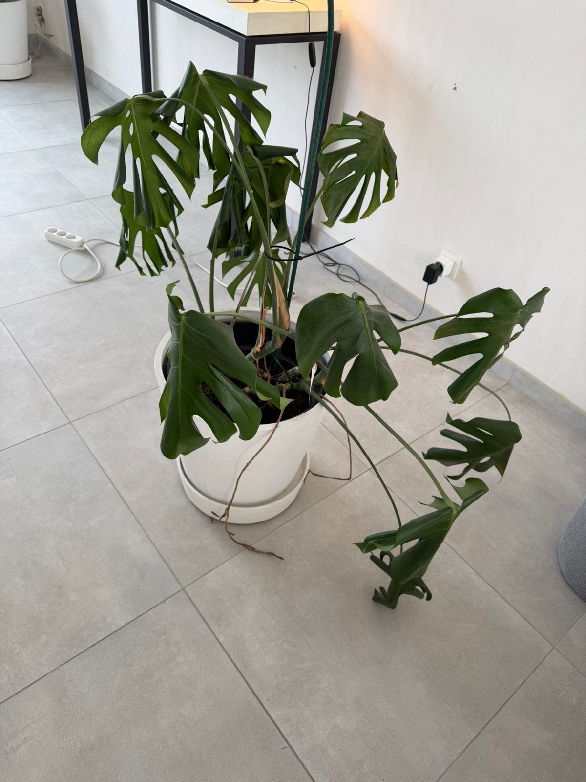 Monstera deliciosa, Huis en Inrichting, Kamerplanten, Ophalen, Overige soorten, Halfschaduw, Minder dan 100 cm