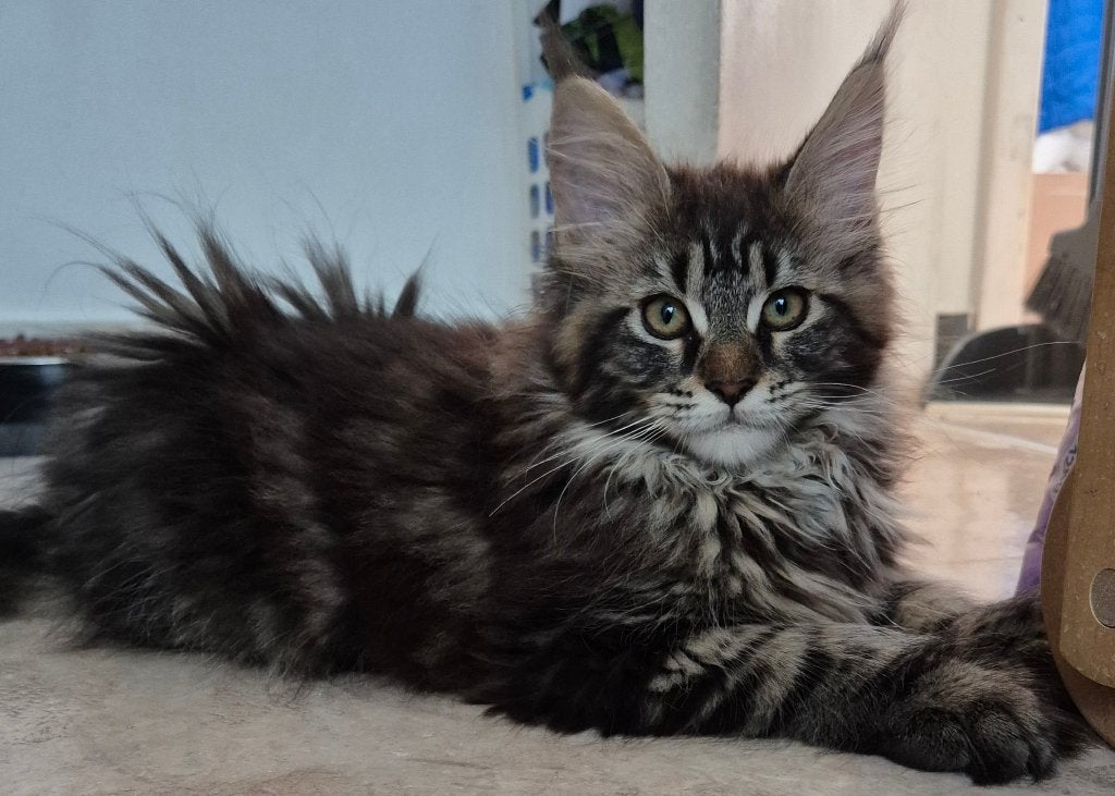 Chatons maine coon née 17.02.2026 à Bruxelles, Chat, Avec pedigree, 0 à 2 ans