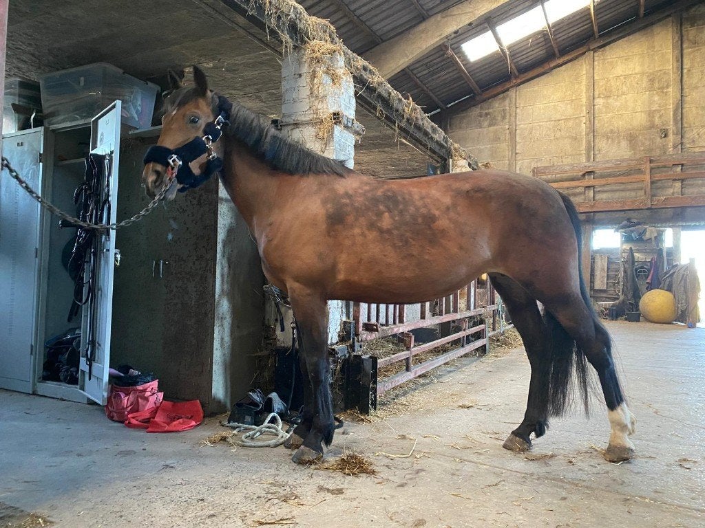 D-Pony merrie te koop, Dieren en Toebehoren, Pony's, B, Springpony, 11 jaar of ouder, D pony (1.37m tot 1.48m)