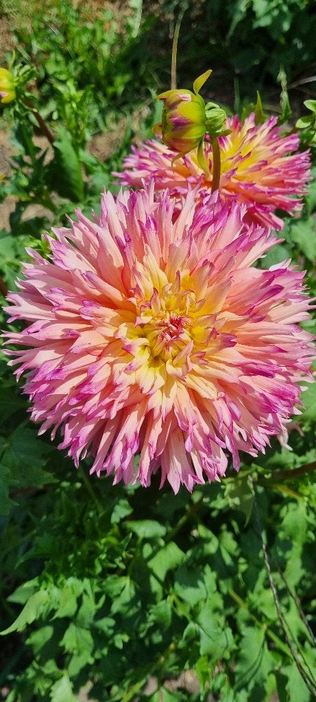 Dahlia nenekazi, Tuin en Terras, Ophalen of Verzenden, Voorjaar, Volle zon, Bloembol