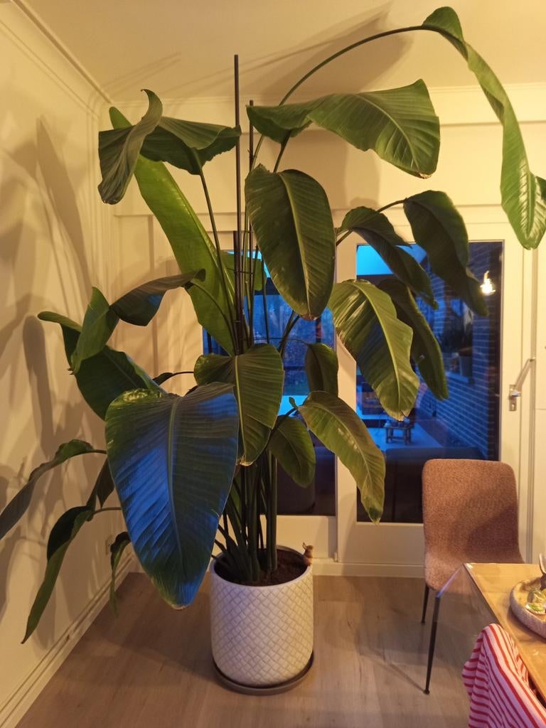 Strelitzia nicolai +2,5 meter, Maison & Meubles, Plantes d'intérieur, Enlèvement