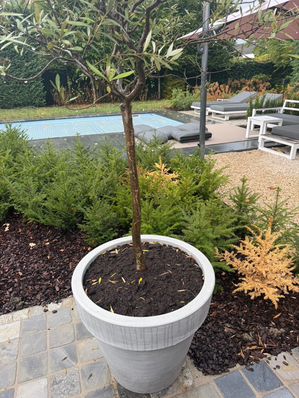 Olijfboom in pot, Tuin en Terras, Planten | Bomen, Ophalen of Verzenden, In pot, Olijfboom