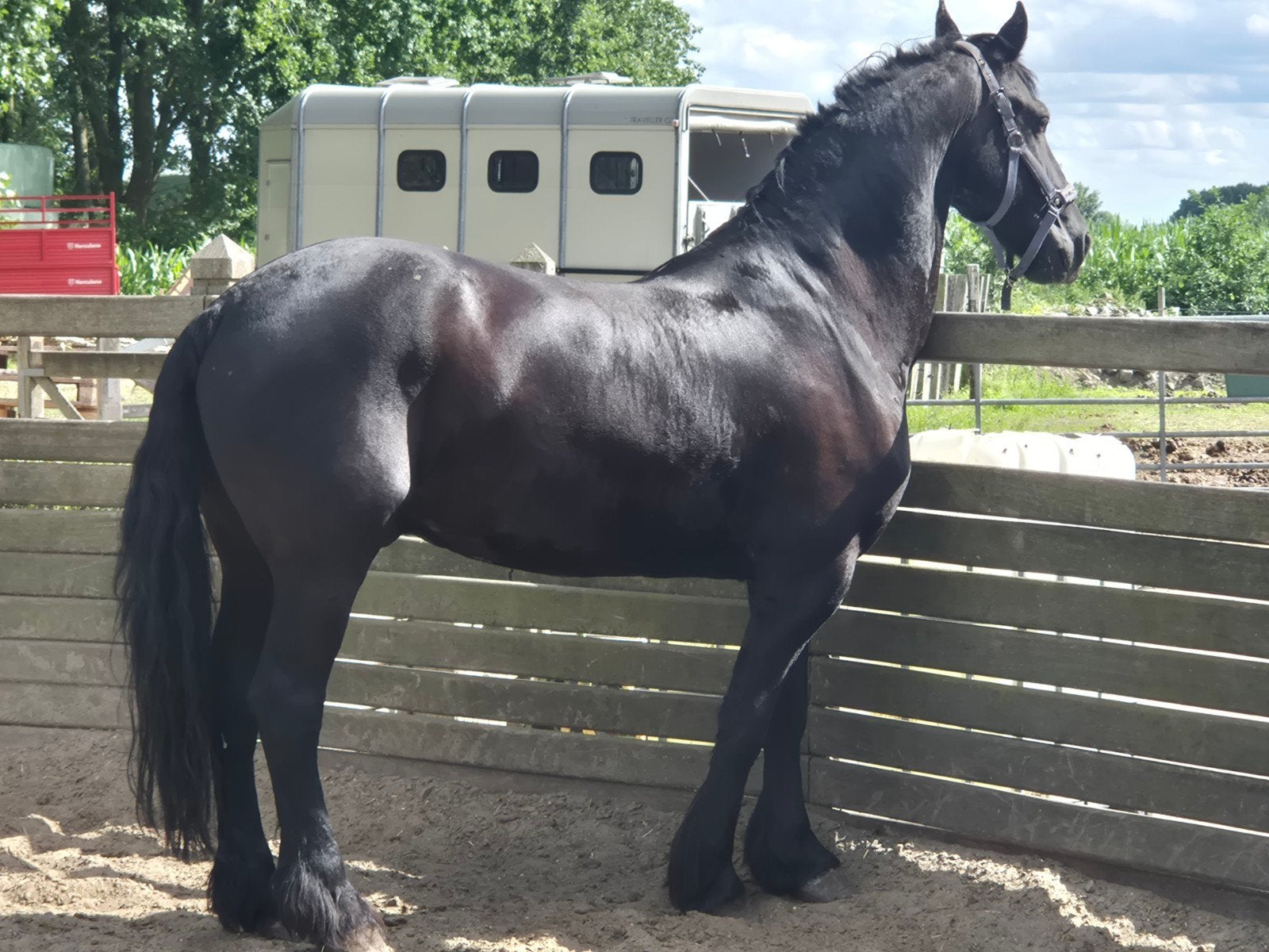 Hele mooie Friese ruin, Dieren en Toebehoren, Paarden, Ruin, Zadelmak, Minder dan 160 cm, 7 tot 10 jaar, Recreatiepaard, Met stamboom
