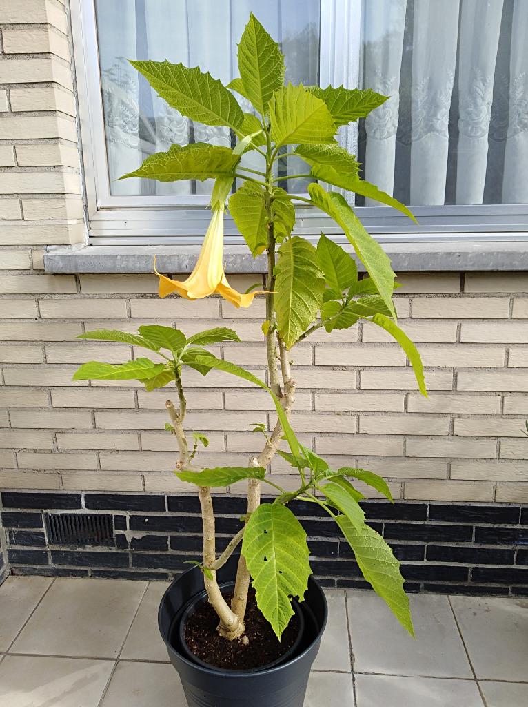 Engelenplant (bloem geel). Moederplant., Tuin en Terras, Ophalen, Zomer, Vaste plant, Halfschaduw
