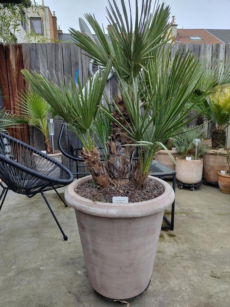 Palmboom Chamaerops humilis palm plant, pot tuin, Tuin en Terras, Ophalen