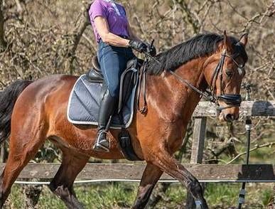 Kwpn ruin, Dieren en Toebehoren, Paarden, Ruin, 160 tot 165 cm, 11 jaar of ouder, Recreatiepaard