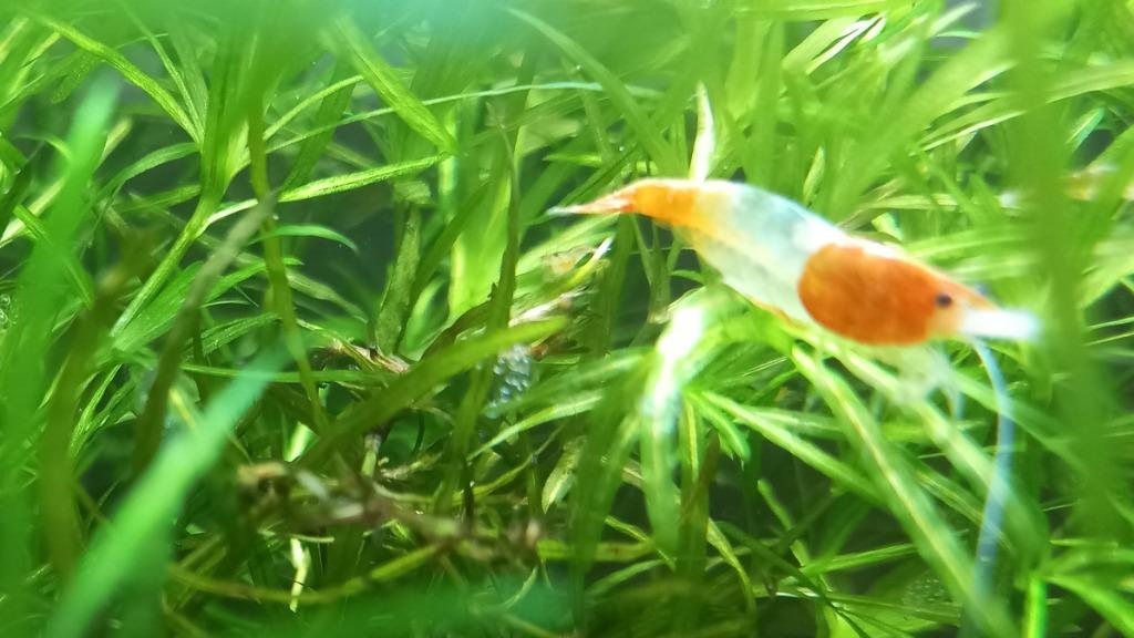 Neocaridina garnalen.Orange Rili, Kreeft, Krab of Garnaal, Zoetwatervis, Schoolvis