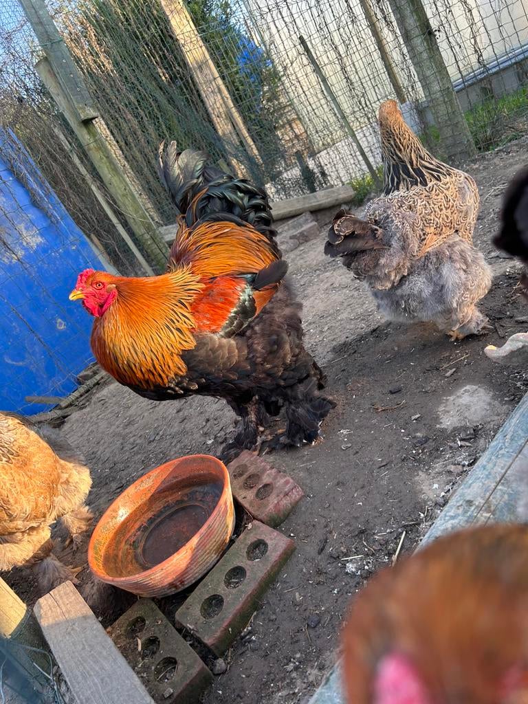 Brahma broedeieren in veel verschillende kleuren, Dieren en Toebehoren, Meerdere dieren, Kip
