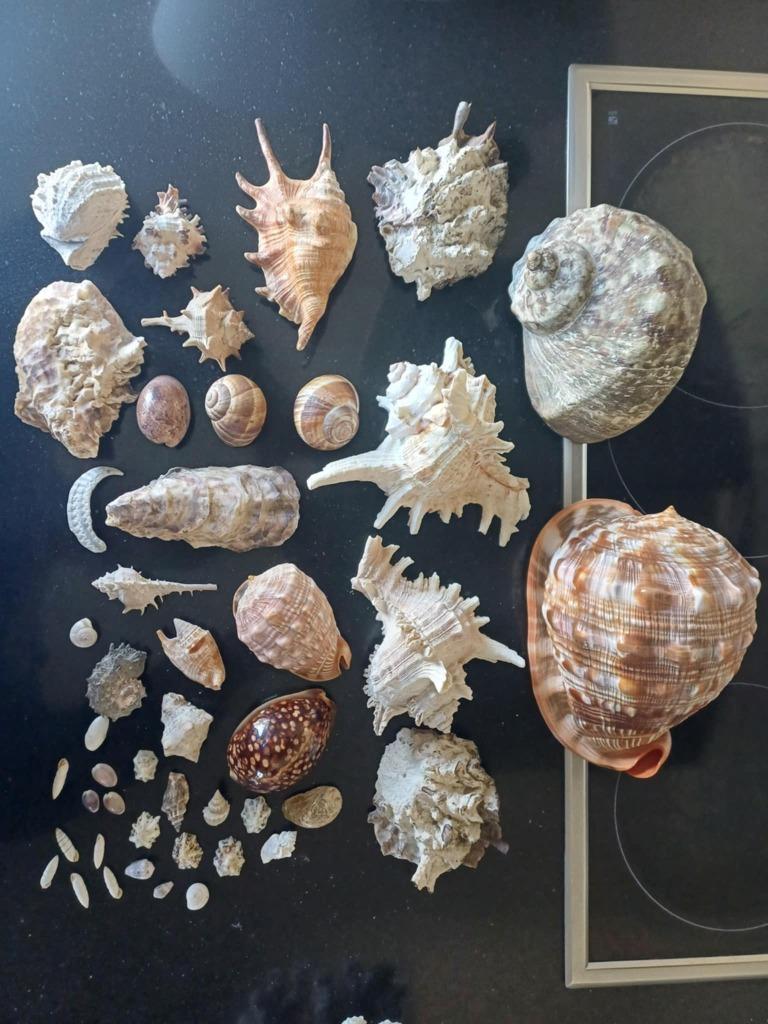 Collectie Schelpen, Enlèvement, Coquillage(s)