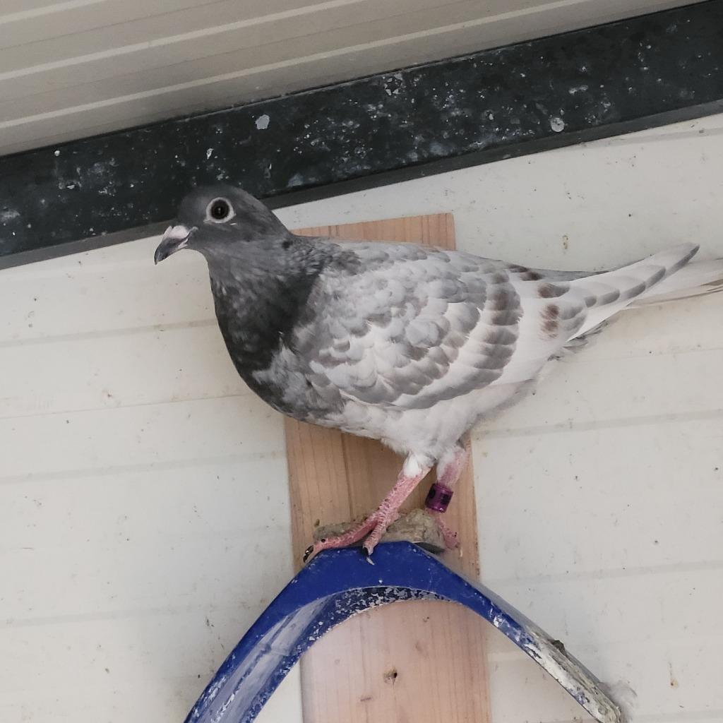 Pigeonneaux Voyageurs, Dieren en Toebehoren, Meerdere dieren, Postduif