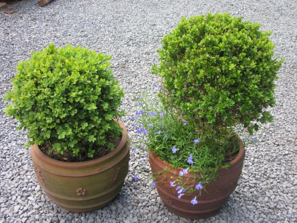 BUXUS, Tuin en Terras, Ophalen, Buxus