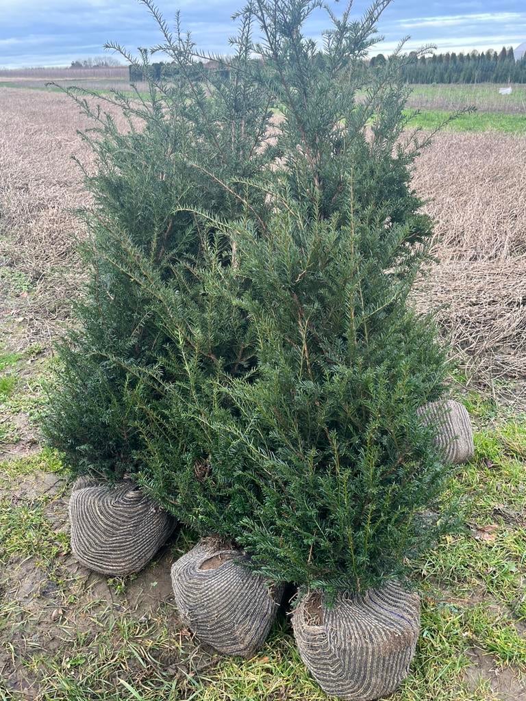 Taxus baccata, Enlèvement ou Envoi, Taxus