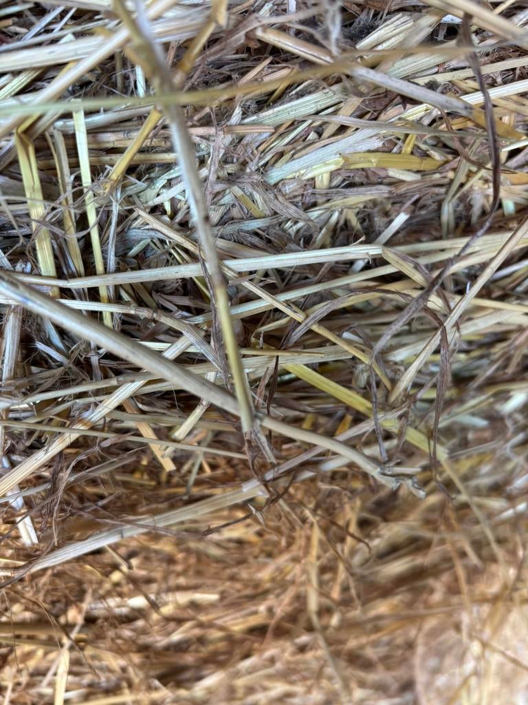 Grote bol graszaadhooi GRATIS, Ophalen