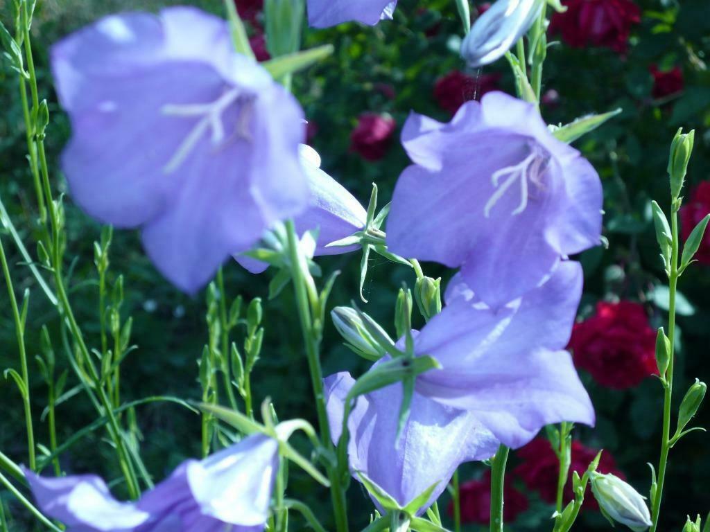 Campanules - jeunes plantes, Jardin & Terrasse, Plantes | Jardin, Plante fixe, Autres espèces, Mi-ombre, Été, Enlèvement ou Envoi