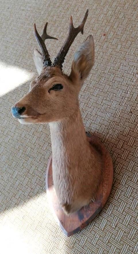 Taxidermie, Opgezette ree bok, met gewei, Ophalen, Zo goed als nieuw