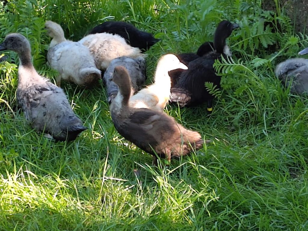 Jonge eendjes, Dieren en Toebehoren, Pluimvee, Eend, Meerdere dieren