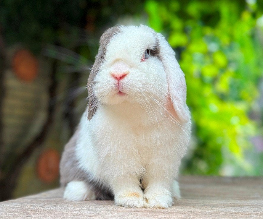 Zeldzaam mooie lieve MINILOP voedster zoekt 4-EVER vriendje, Dieren en Toebehoren, Konijnen, Vrouwelijk, Klein, Hangoor, 0 tot 2 jaar