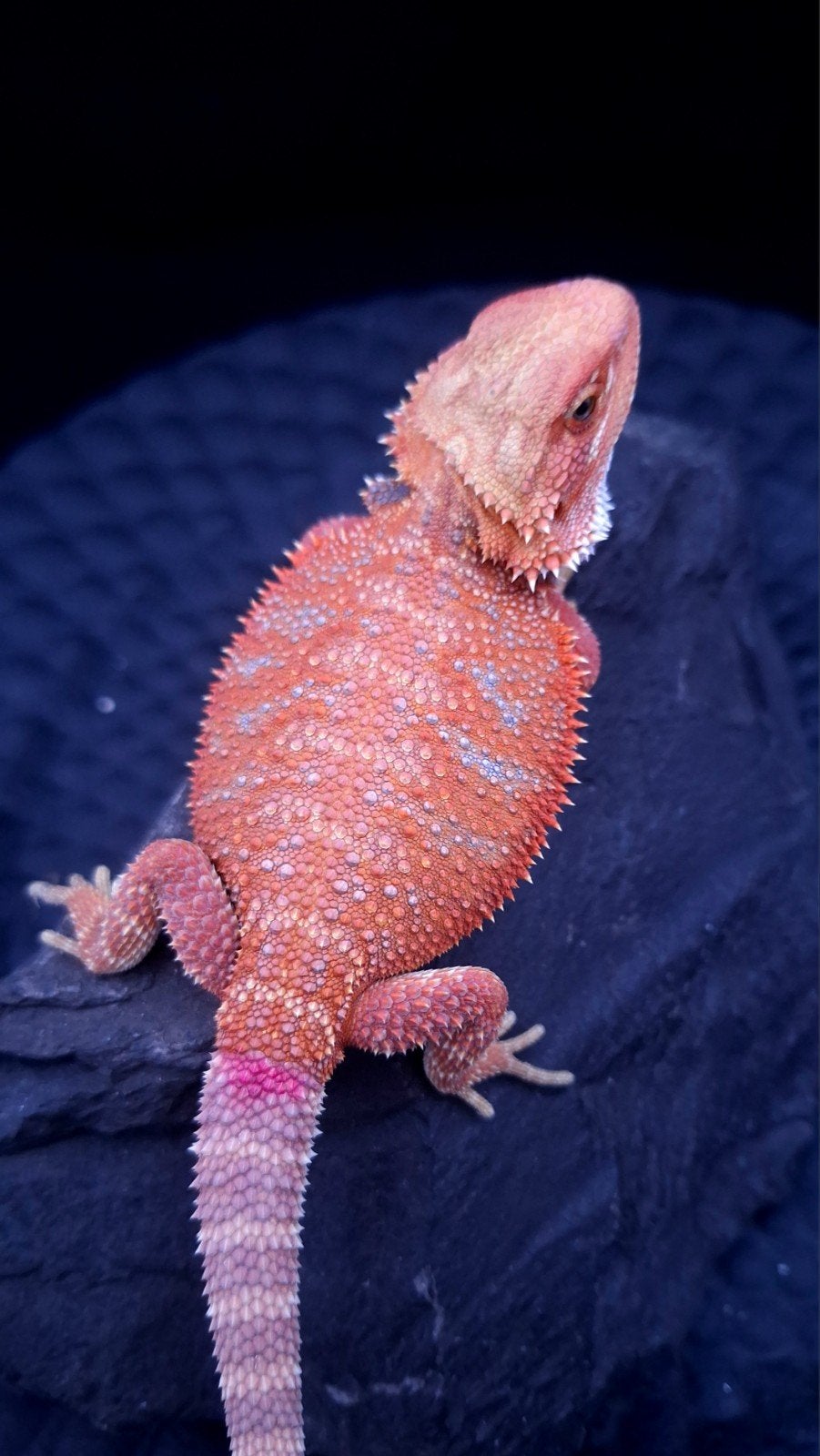 Red Hypo Blue Bar het. Trans/Witblits Vrouw, Animaux & Accessoires, Reptiles & Amphibiens, Lézard, 0 à 2 ans