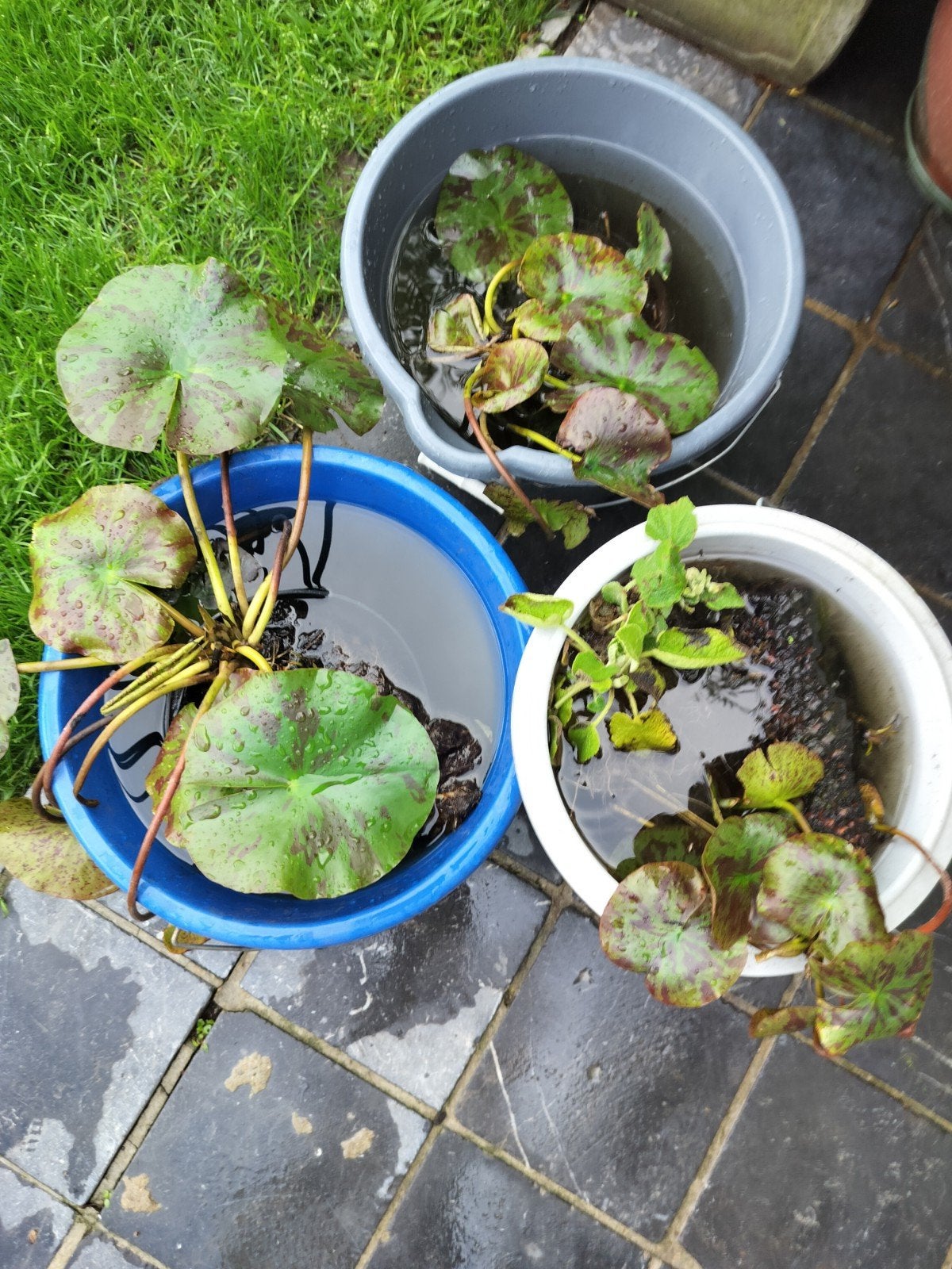 Waterlelie, Tuin en Terras, Ophalen