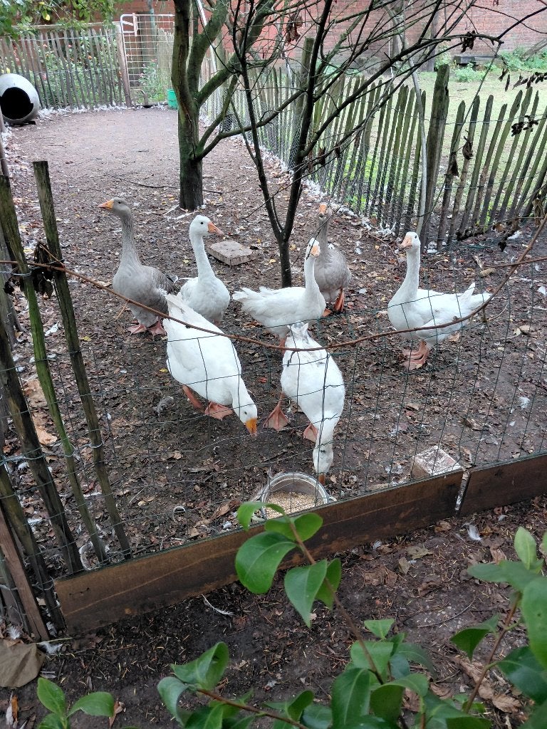 Trio ganzen, Meerdere dieren, Gans of Zwaan