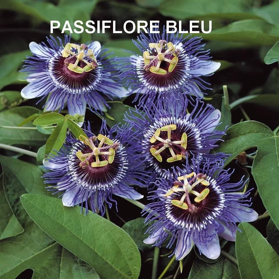 AV.SEMENCES DE FLEURS DE O. P. R., Jardin & Terrasse, Enlèvement ou Envoi