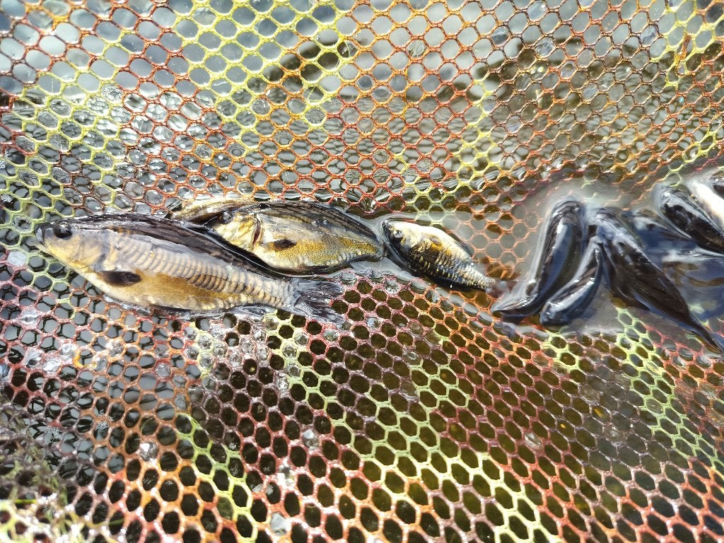 Karper koi
