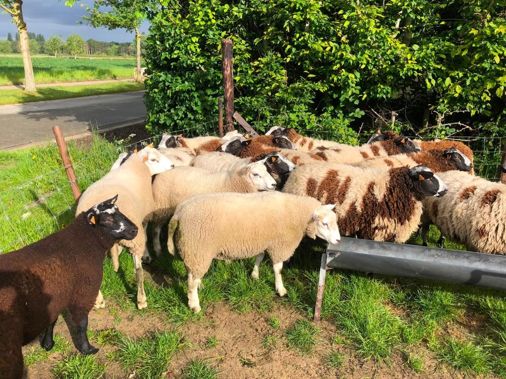 moutons : béliers et agneaux, Animaux & Accessoires, Moutons, Chèvres & Cochons