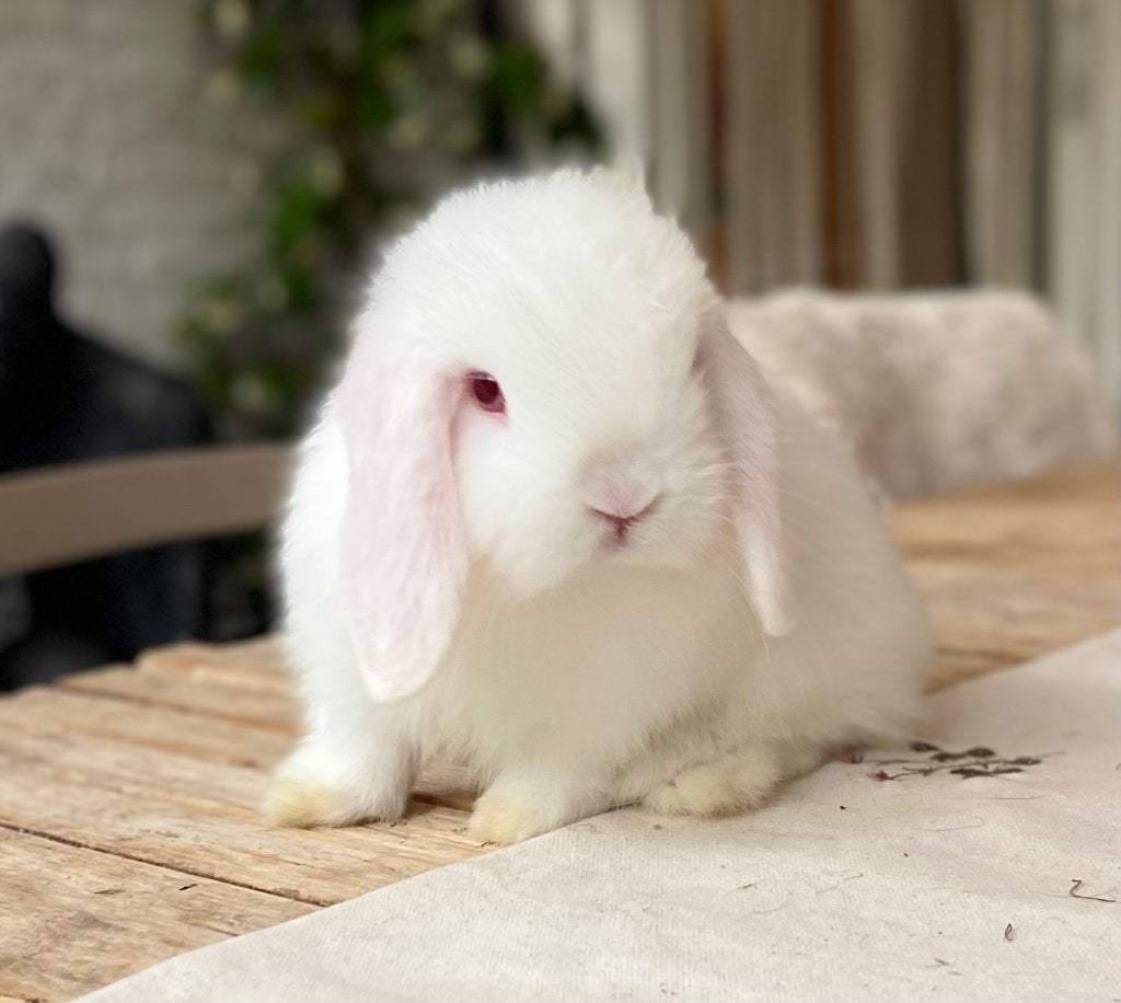 Beau couple de minilop disponible, Animaux & Accessoires, Lapins, Nain, Plusieurs animaux, 0 à 2 ans, Oreilles tombantes