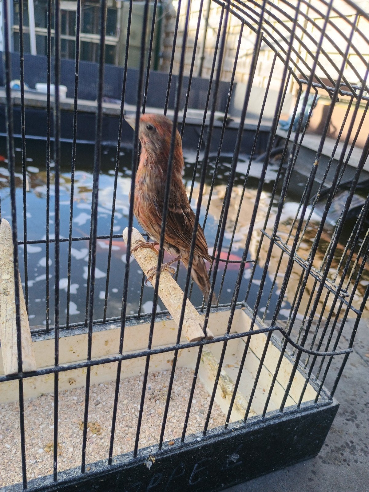 mexicaanse roodmus Man, Dieren en Toebehoren, Vogels | Overige Vogels