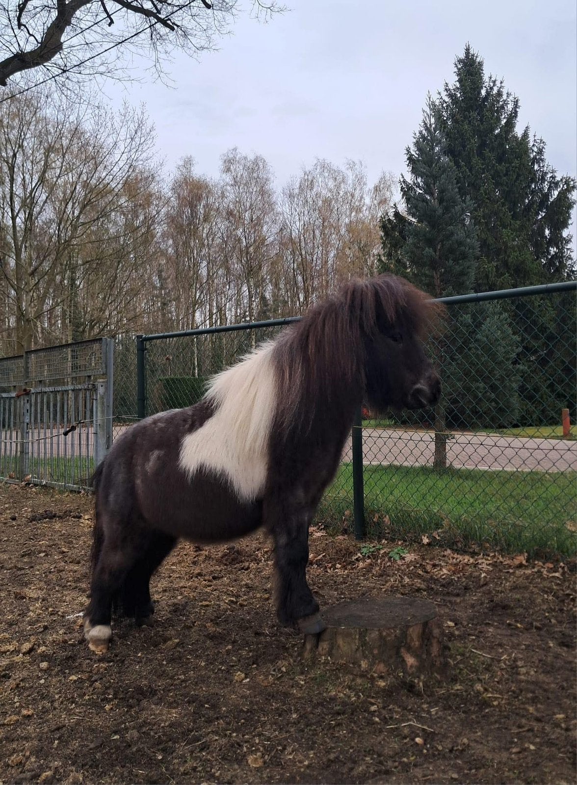 Mini shetlander te koop, Hongre, Poney de récréation, Avec puce électronique, 7 à 10 ans