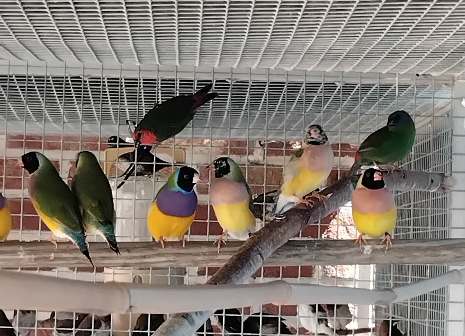 koppel goulds wildkleur zwkop, Dieren en Toebehoren