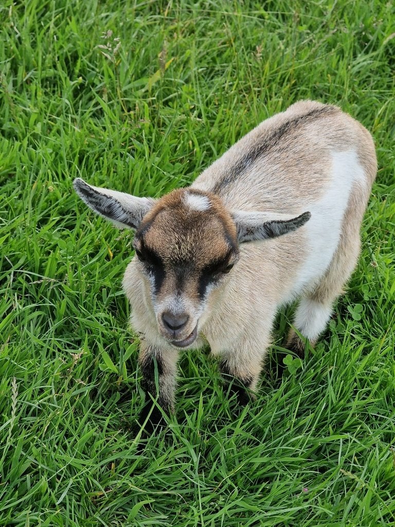 Te koop: 3 handtamme lammetjes/, April, Mannelijk