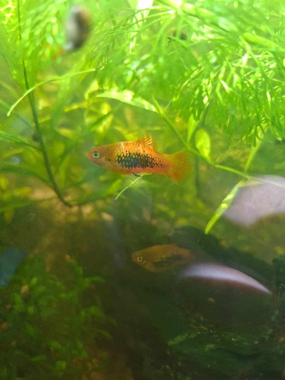 Platy, Animaux & Accessoires, Poisson, Poisson d'eau douce