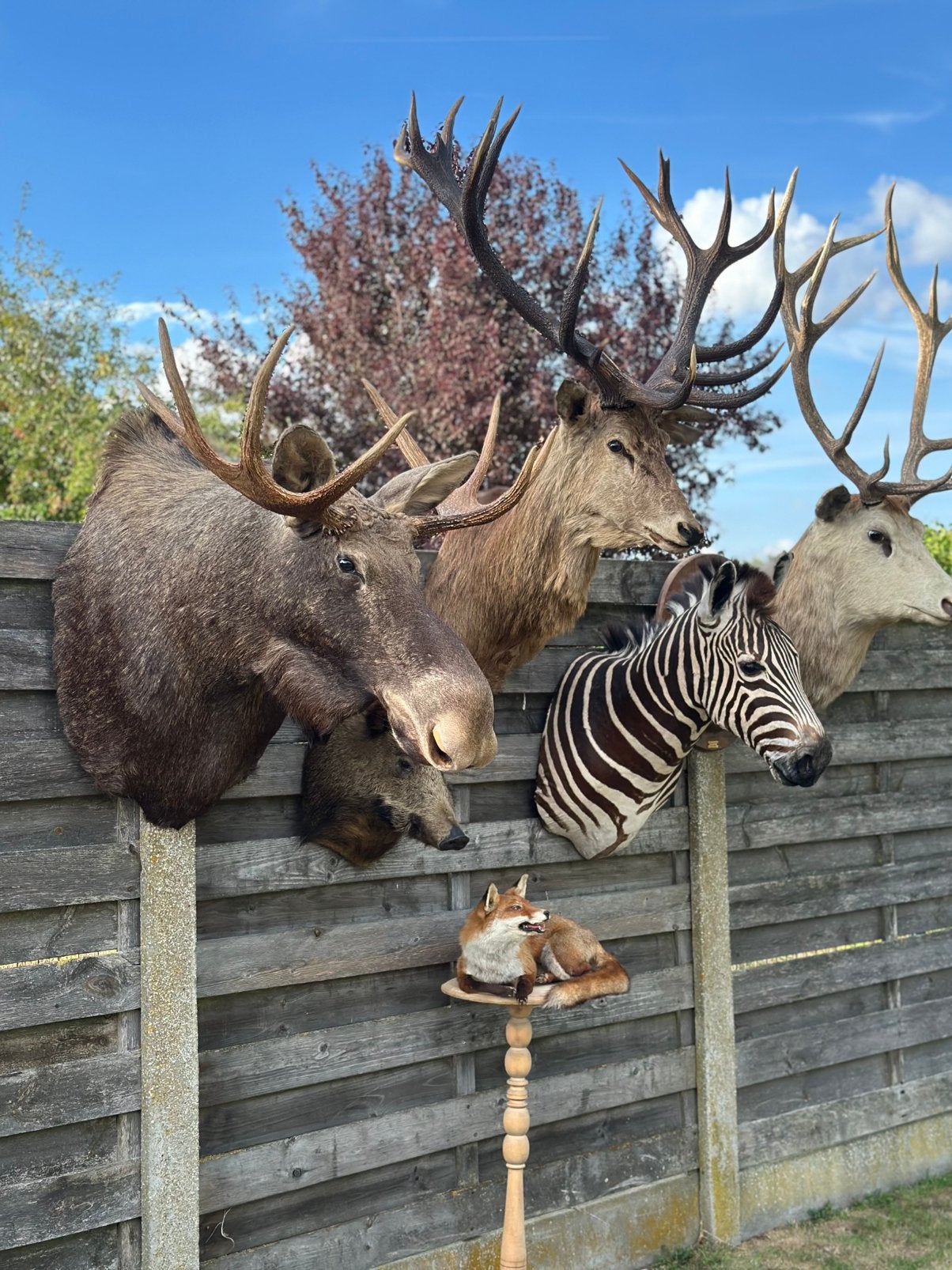 Te koop jacht trofee taxidermie, Ophalen