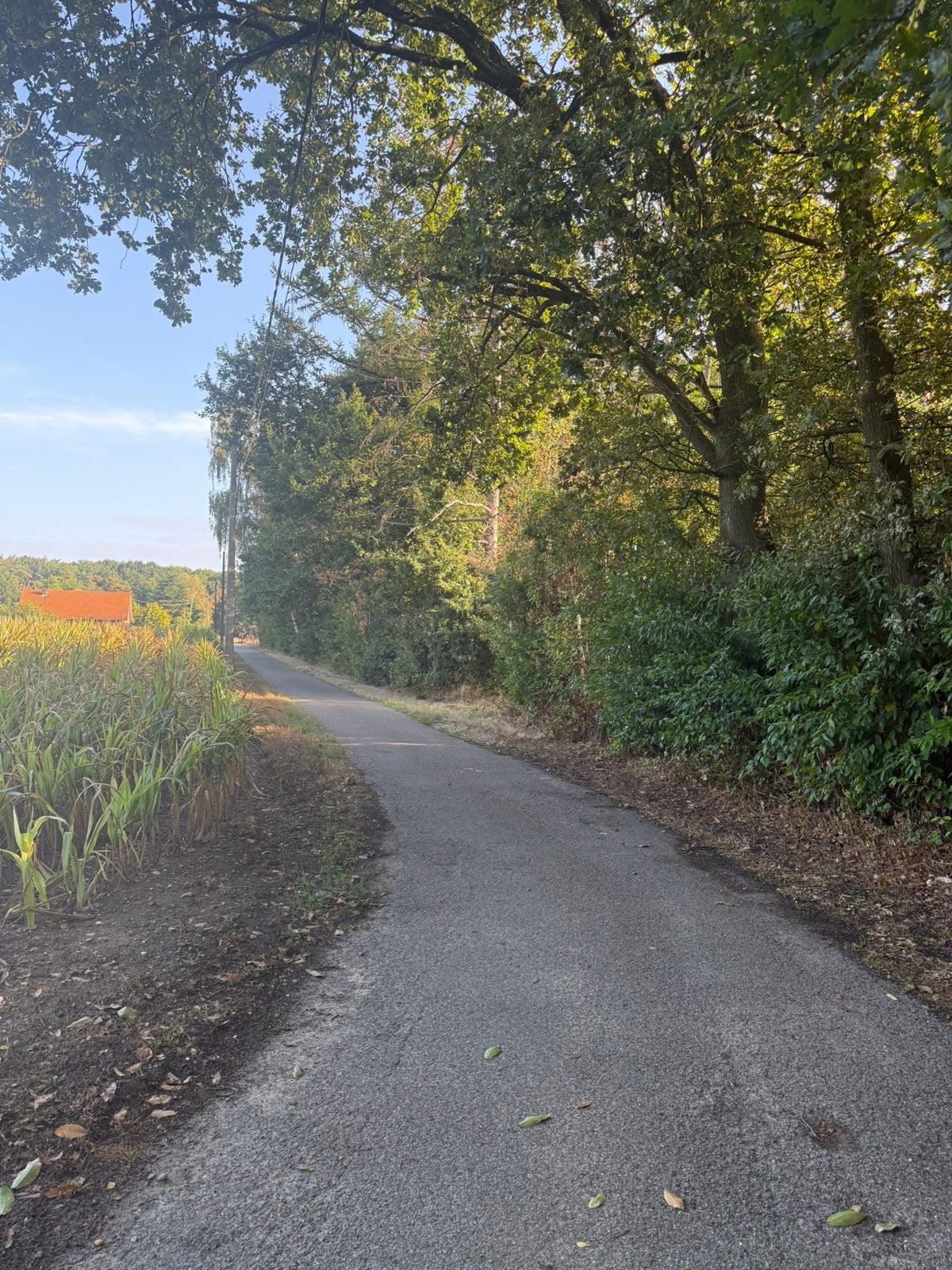 Bosgrond +/- 1 Hectare te Lanaken, Immo, 1500 m² of meer