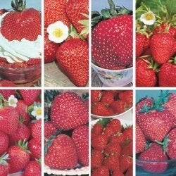 12 plants de fraisiers livrés à domicile, Enlèvement ou Envoi, Printemps, Plantes fruitières, Plante fixe