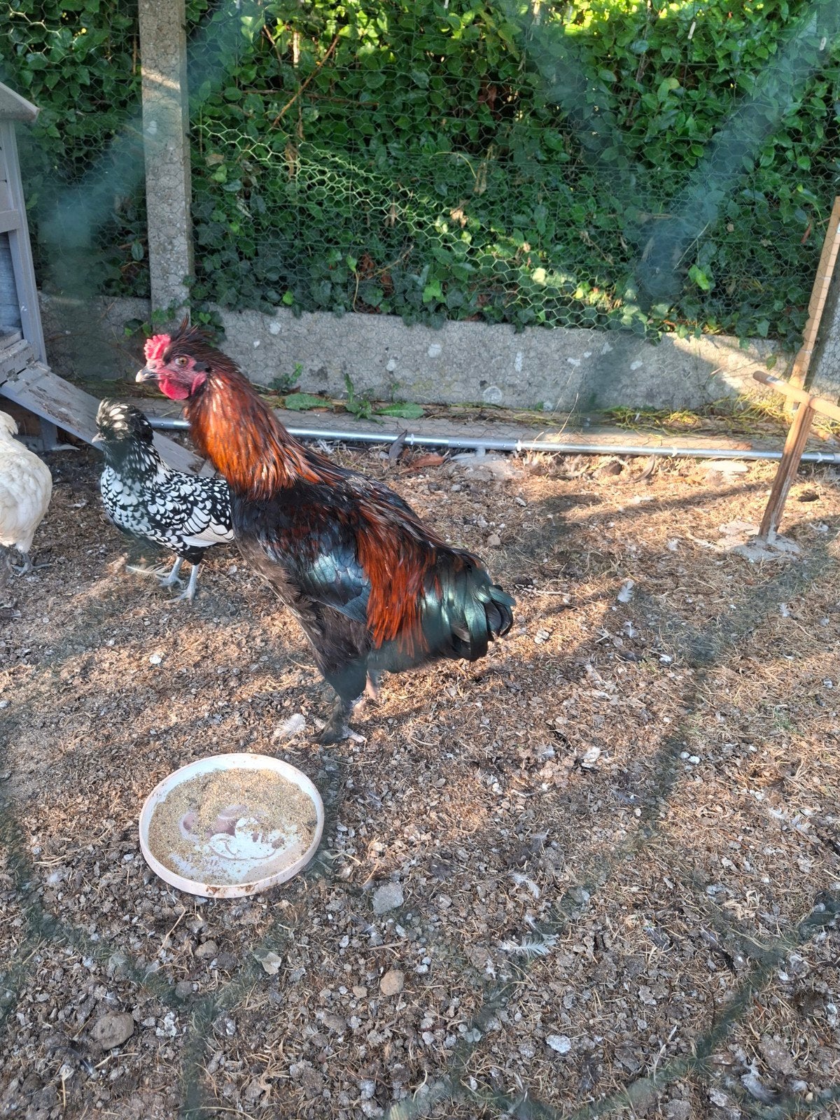 jonge haan, Dieren en Toebehoren