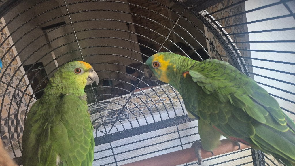 Couple amazon + Cage, Dieren en Toebehoren, Vogels | Hokken en Kooien, Ophalen, Gebruikt, Overige materialen, Vogelkooi