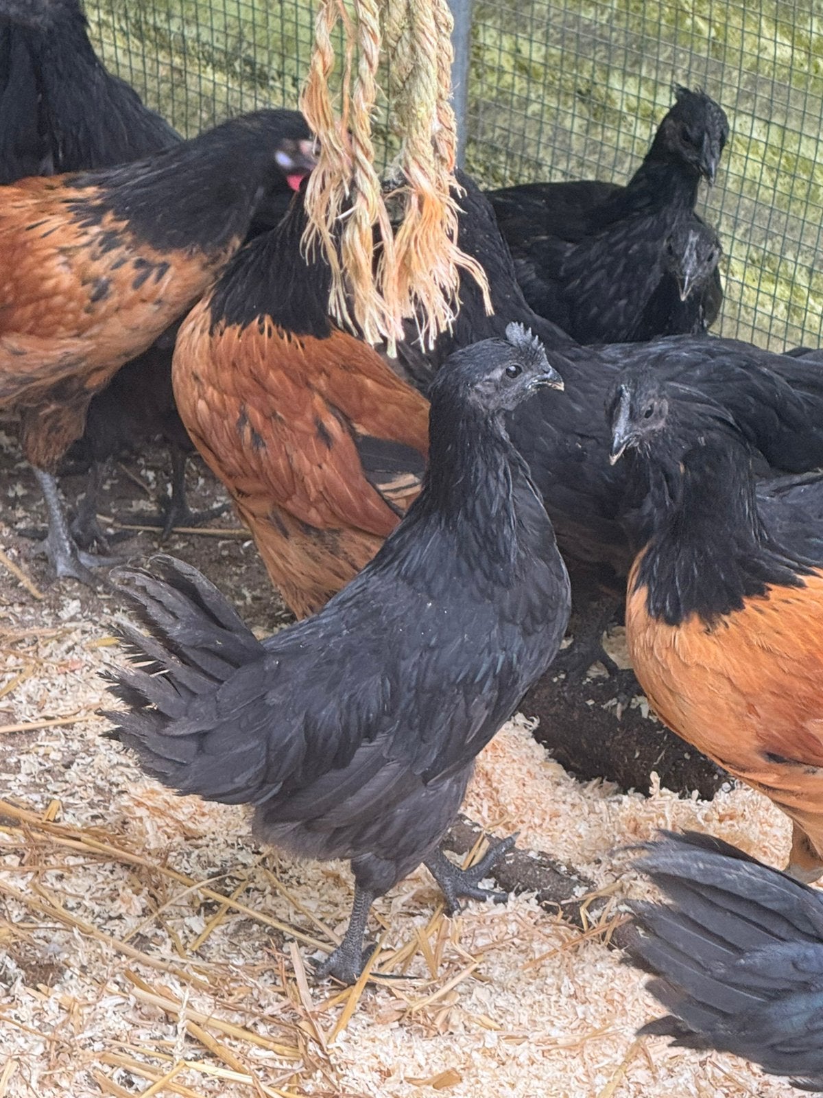 Ayam cemani, Dieren en Toebehoren, Pluimvee, Mannelijk, Kip