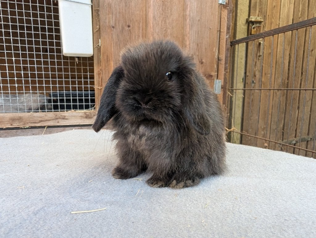 Leuke minilop voedsters, Dieren en Toebehoren, Konijnen, Vrouwelijk, Dwerg, Hangoor, 0 tot 2 jaar