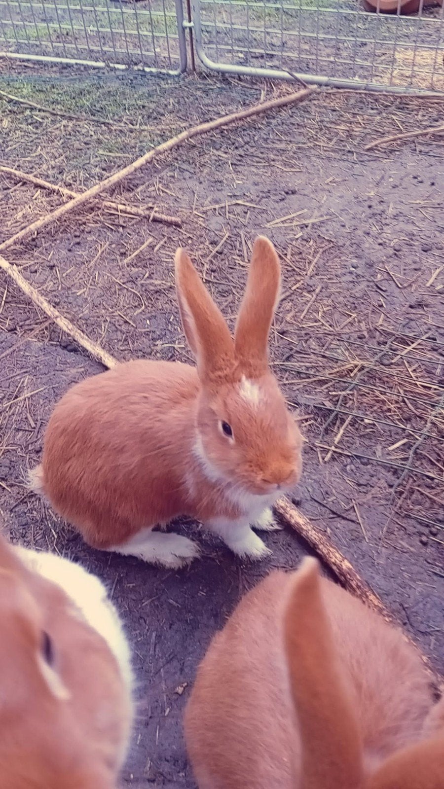 vrouwtjeskonijn bontgekleurd, 4 maand oud, Vrouwelijk, Middelgroot, 0 tot 2 jaar