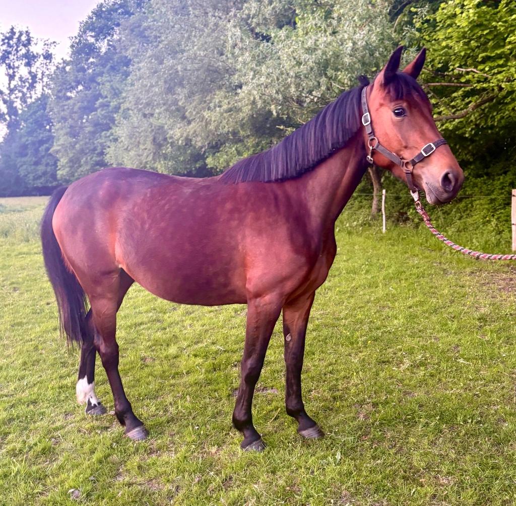 Belgisch Warmbloed Vita, Dieren en Toebehoren, Minder dan 160 cm, Zadelmak, 3 tot 6 jaar, Recreatiepaard