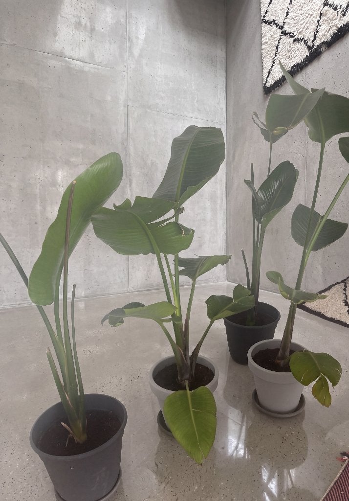 Strelitzia Nicolai  prijs per stuk, Maison & Meubles, Enlèvement